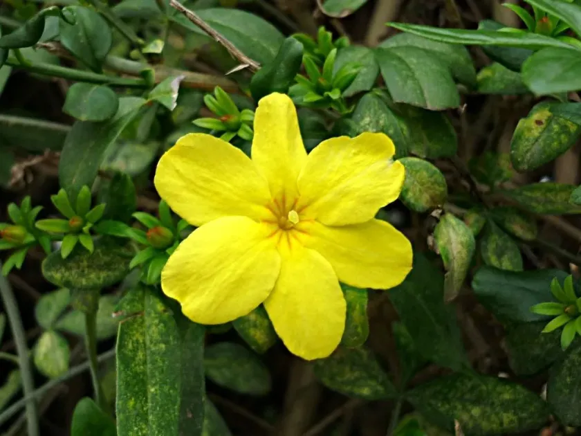 Primrose jasmine
