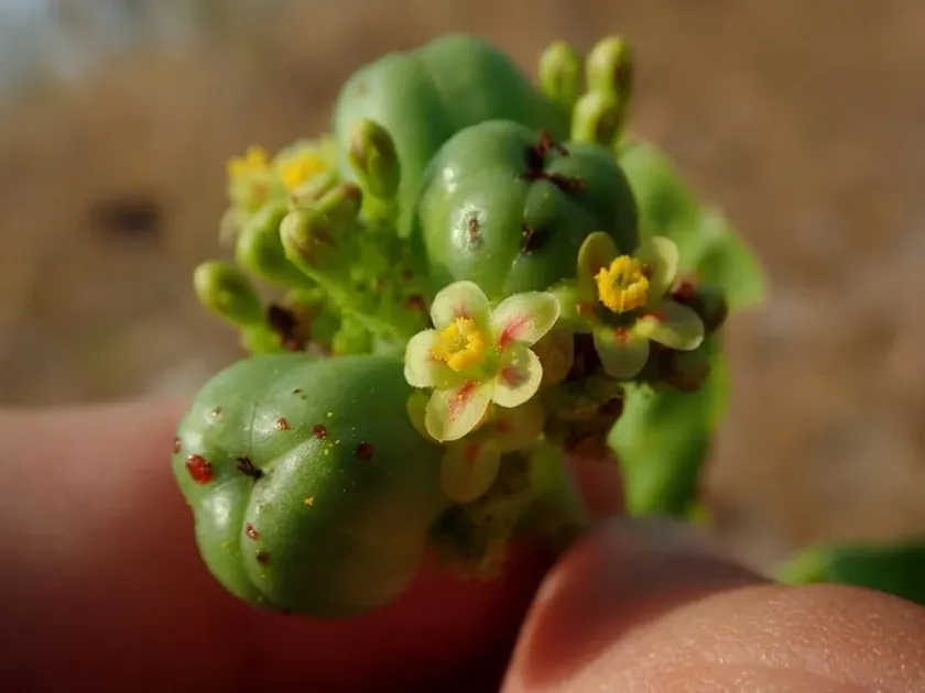 Jatropha opifera