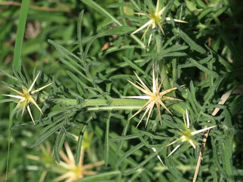 Iberian knapweed