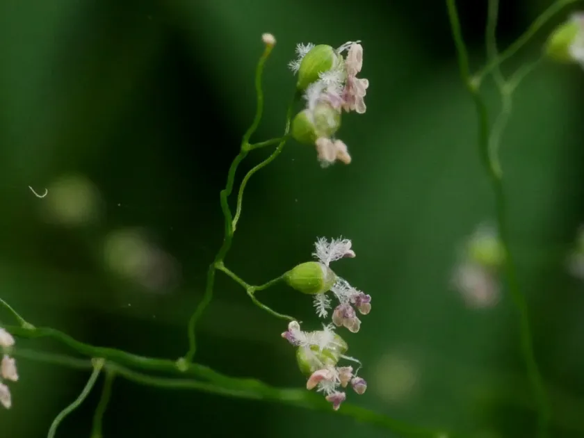 Isachne albens