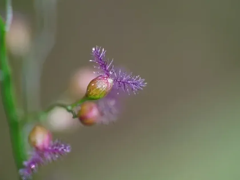 Isachne globosa