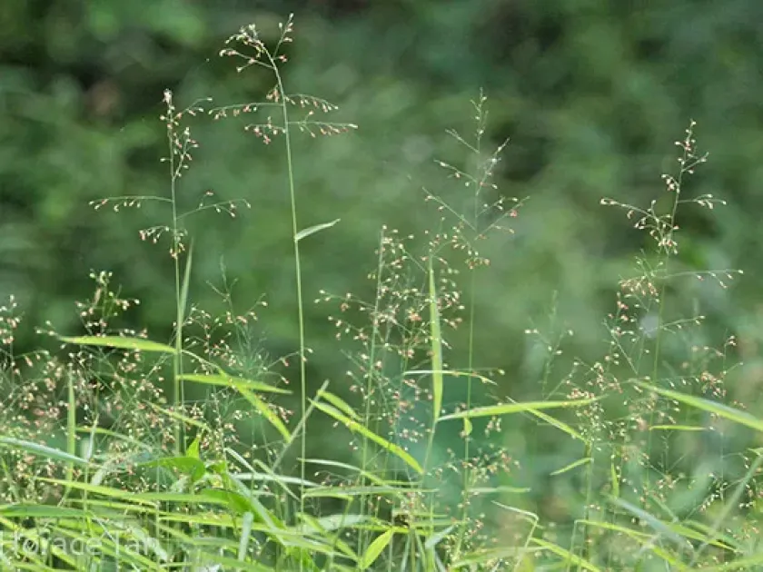 Isachne timorensis