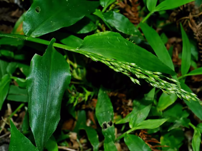 Ichnanthus vicinus