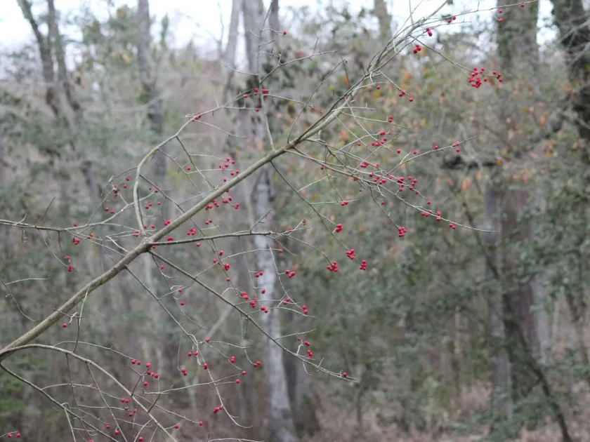 Ilex amelanchier