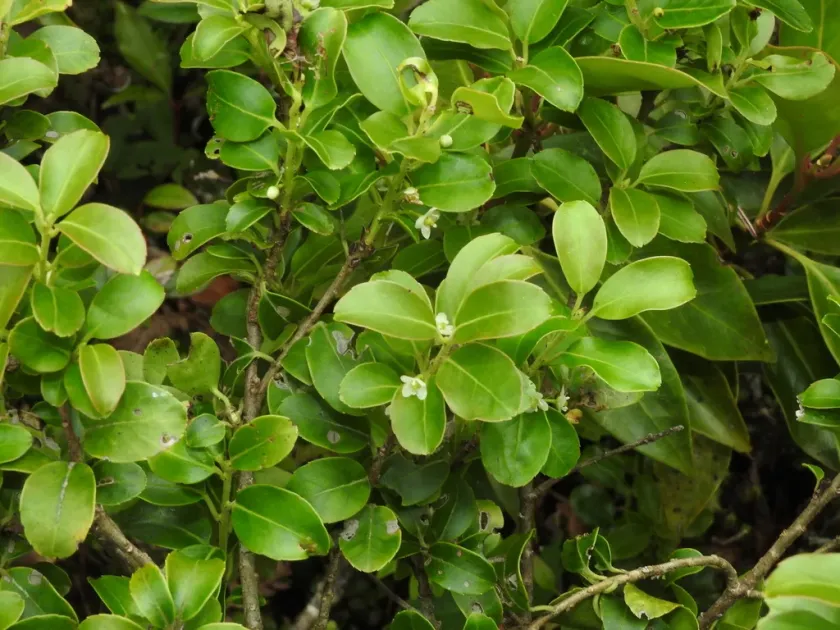 Ilex sugerokii
