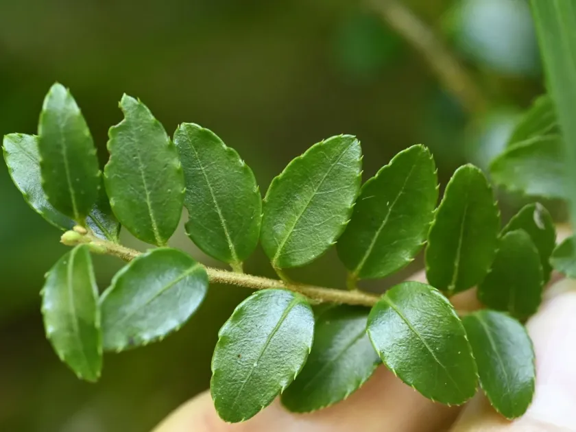 Yunnan holly