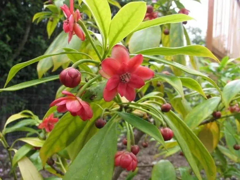 Henry's star anise