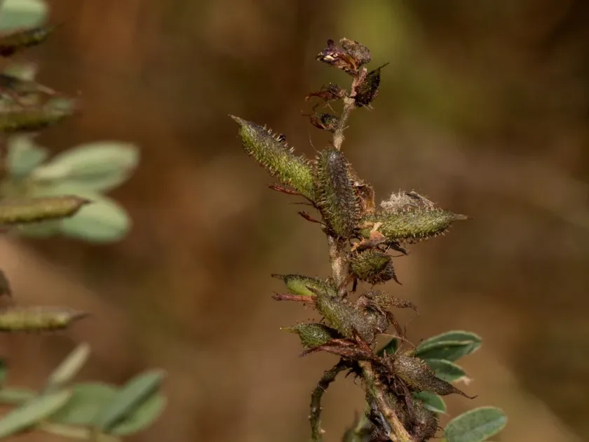 Indigofera atriceps