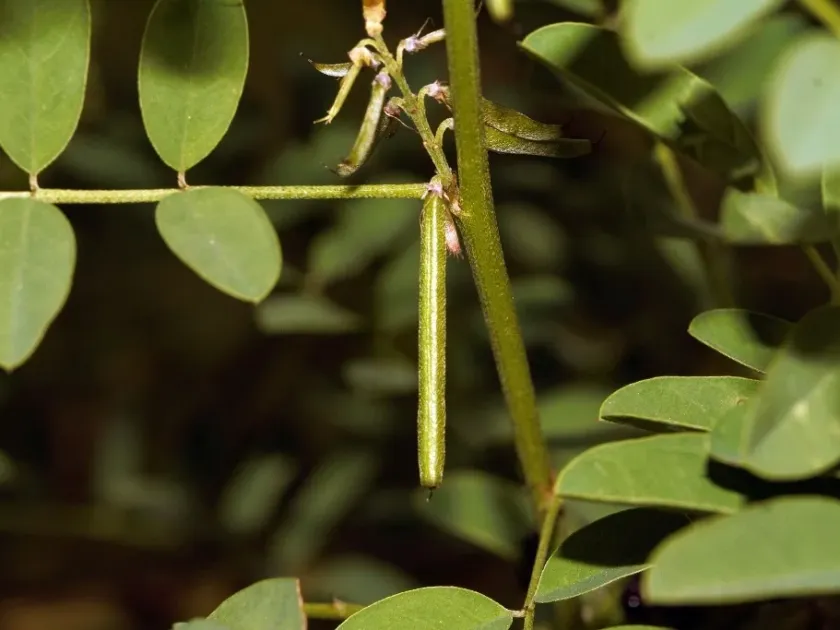 Indigofera arrecta