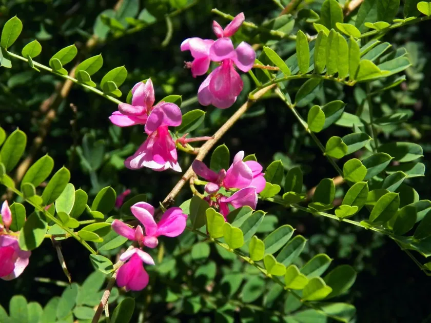 Indigofera aspera