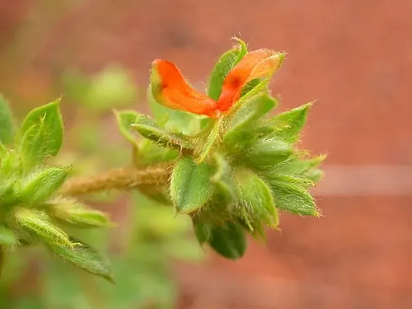 Indigofera bracteolata