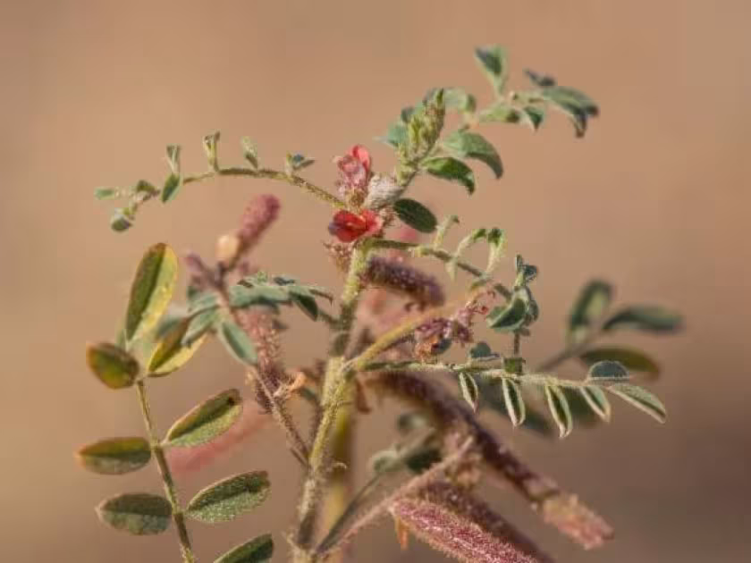 Indigofera colutea