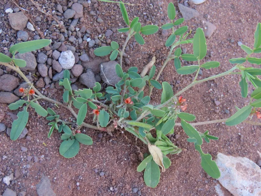 Indigofera hochstetteri