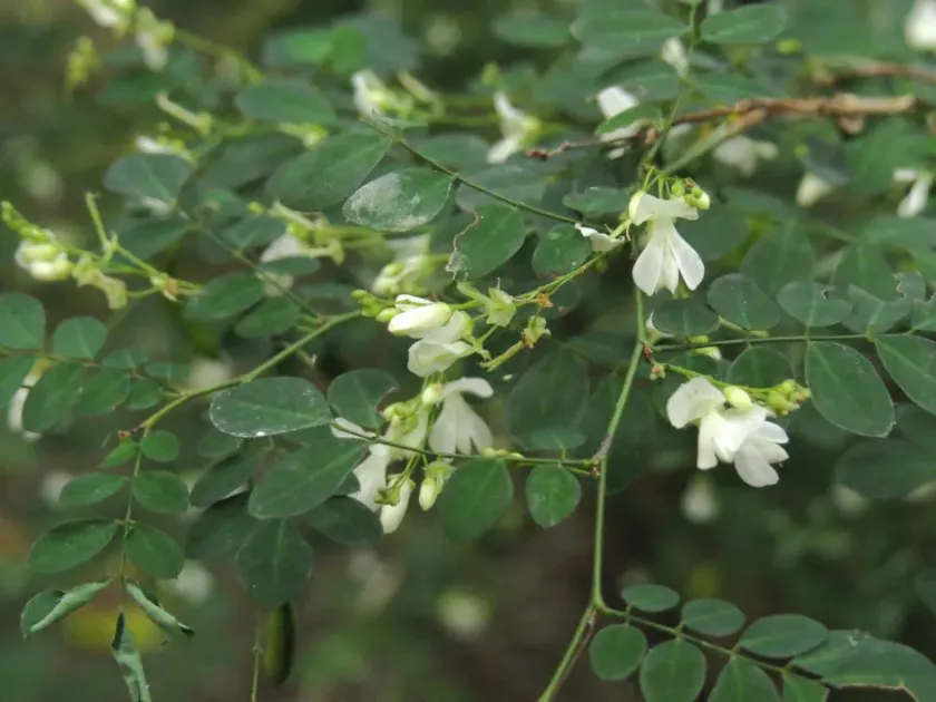 Indigofera microcephala