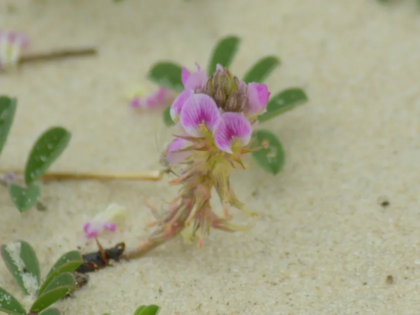 Indigofera microcarpa