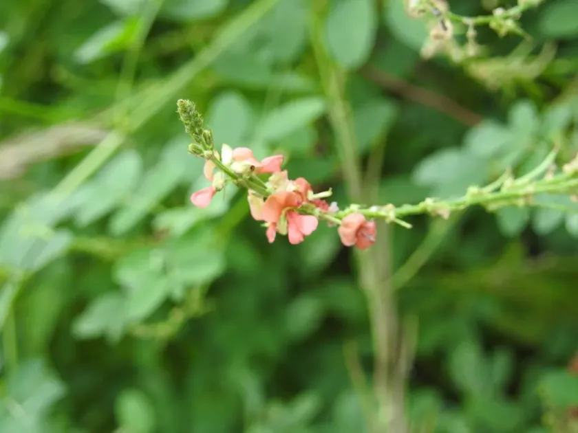 Indigofera subulata