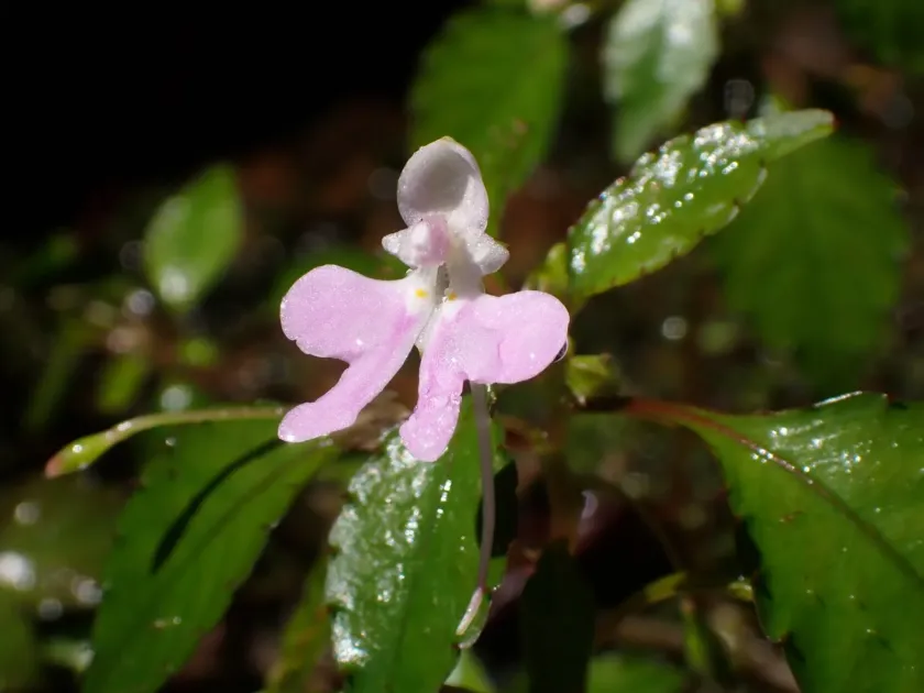 Impatiens hochstetteri
