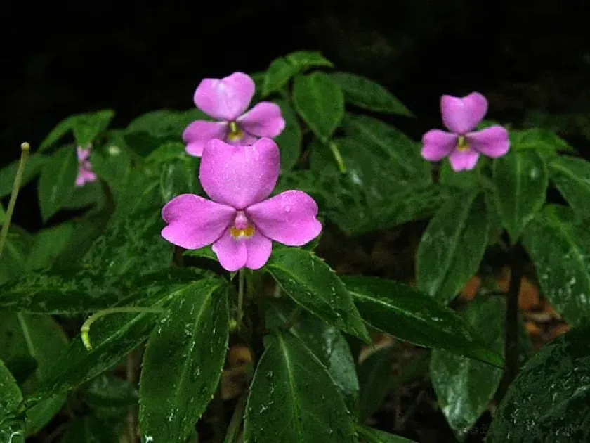 Impatiens poilanei