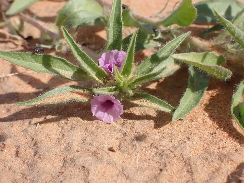Ipomoea polymorpha