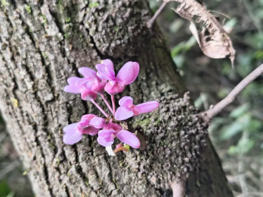Judas tree