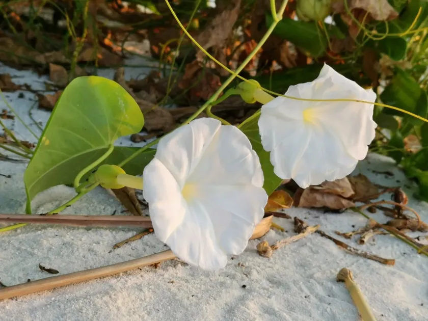 Ipomoea tuba