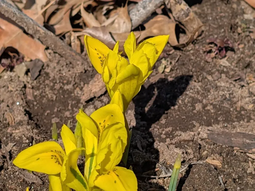 Danford's iris