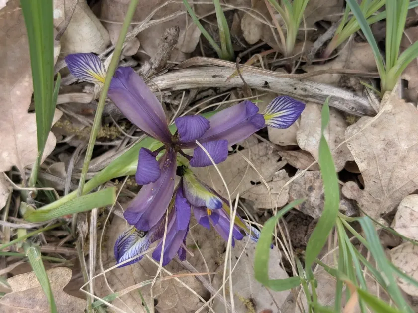 Grass-leaved iris