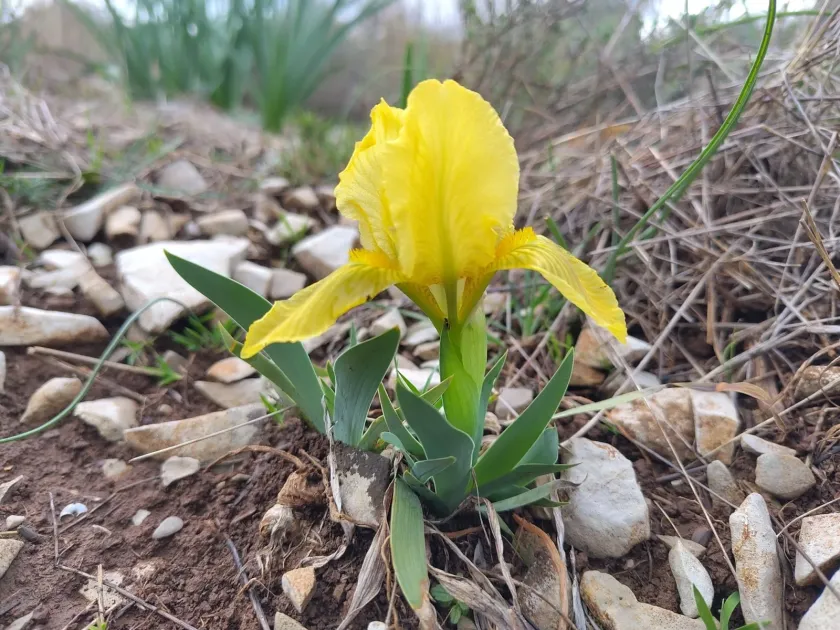 Iris lutescens