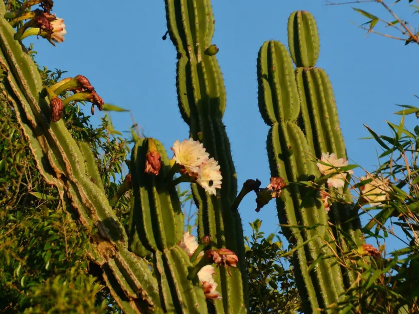 Cereus hildmannianus