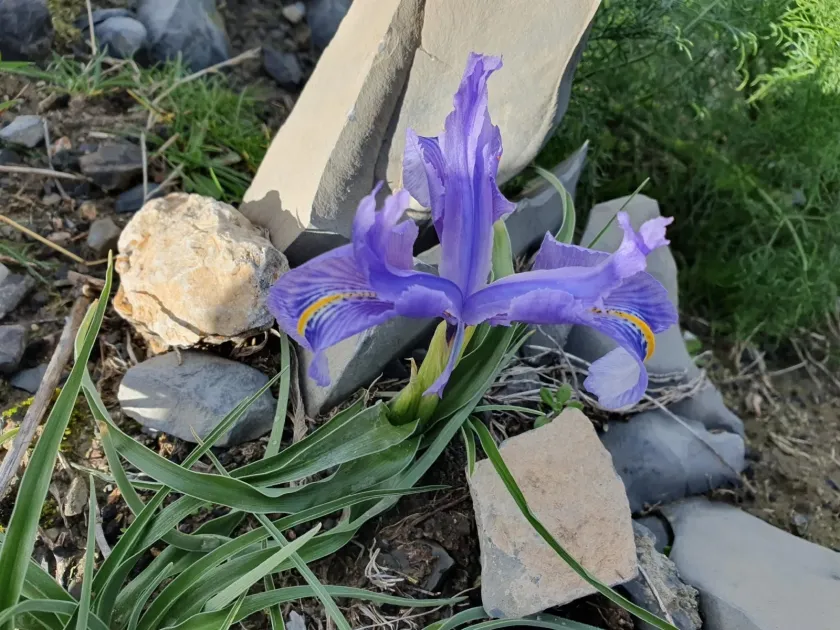 Iris planifolia