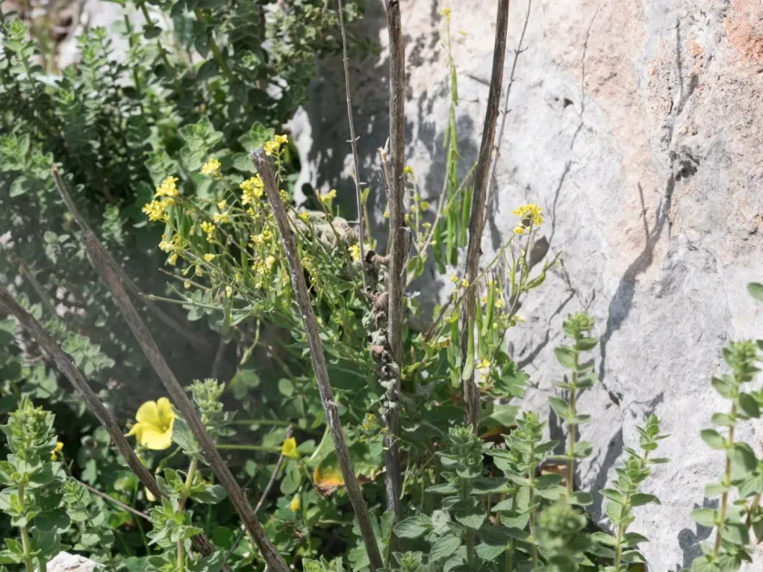 Isatis lusitanica