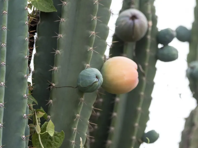 Uruguayan cereus