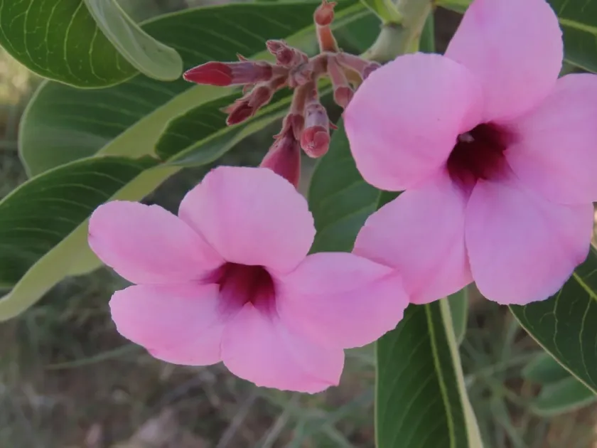 Desert rose