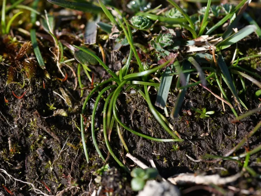Sand quillwort