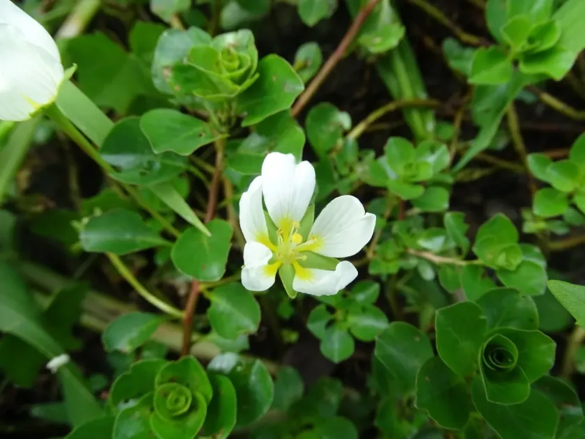 Ludwigia helminthorrhiza