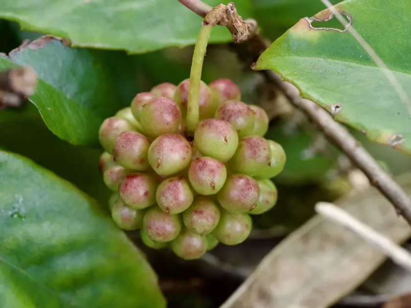 Kadsura japonica
