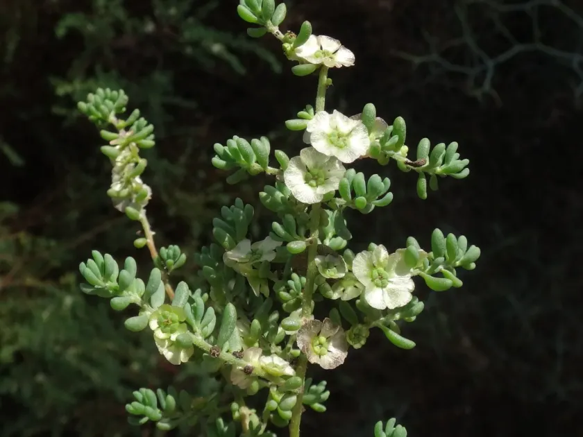 Kochia tamariscina