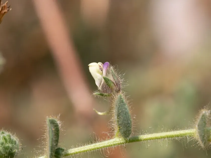 Kickxia lanigera