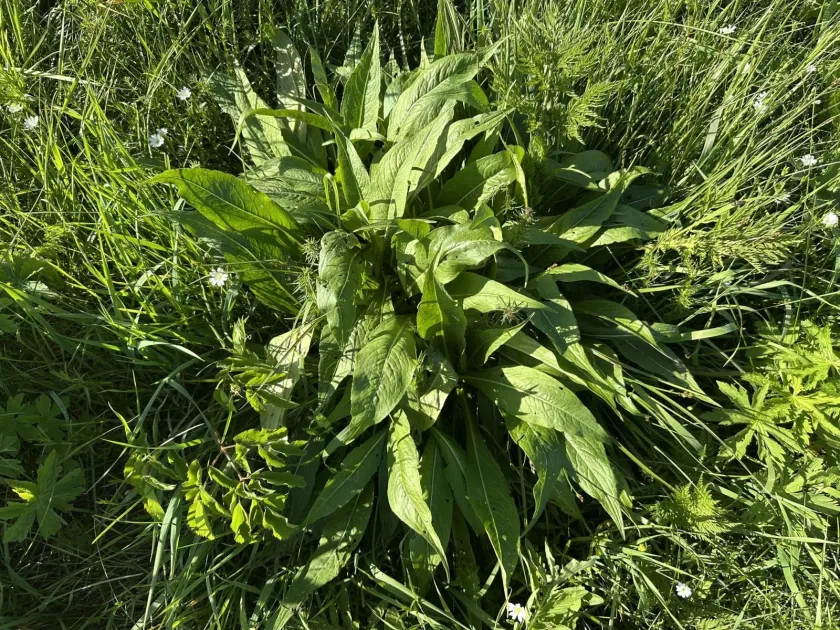 Knautia godetii