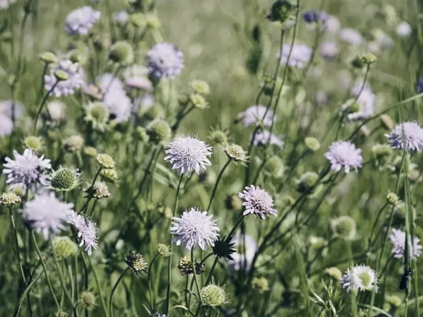 Mountain scabious