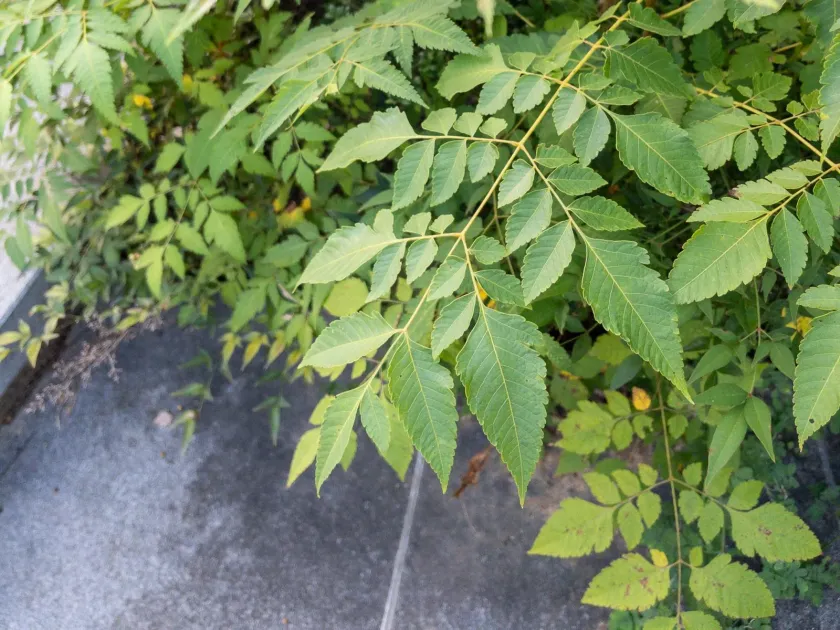Koelreuteria integrifolia