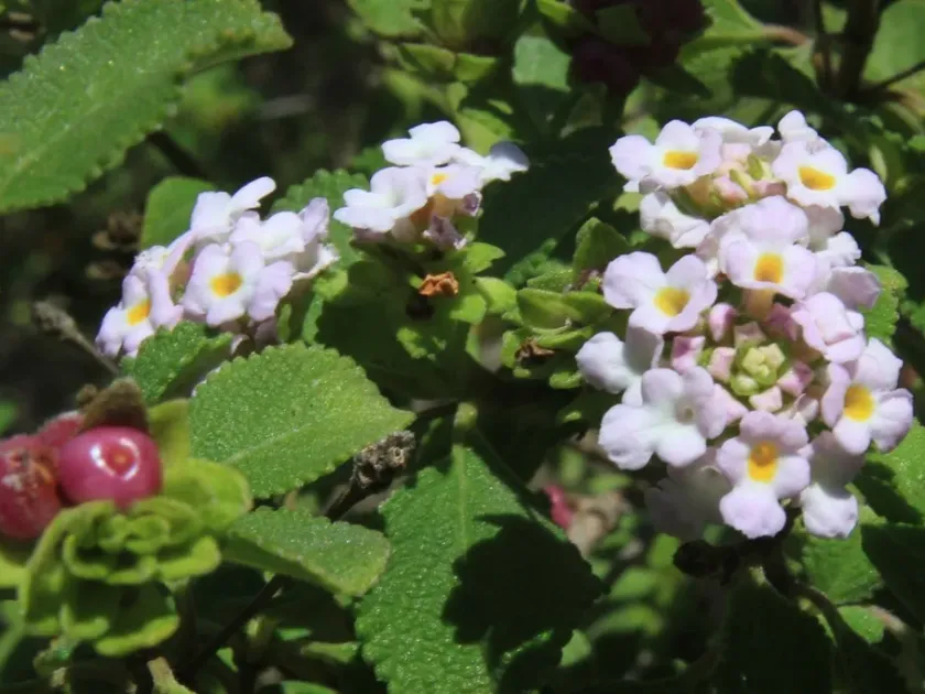 Lantana reticulata