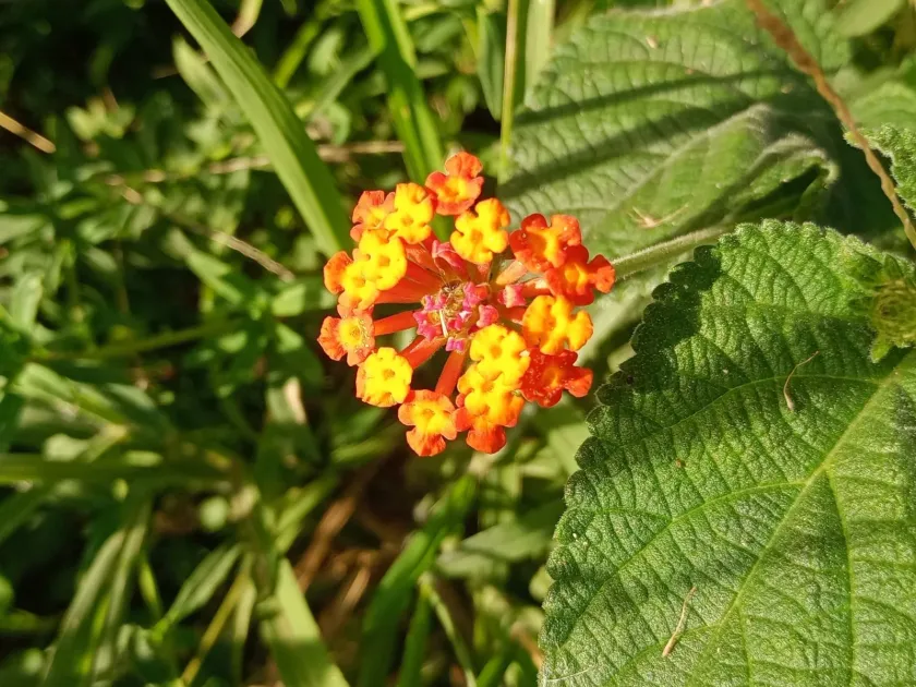 Lantana tiliifolia