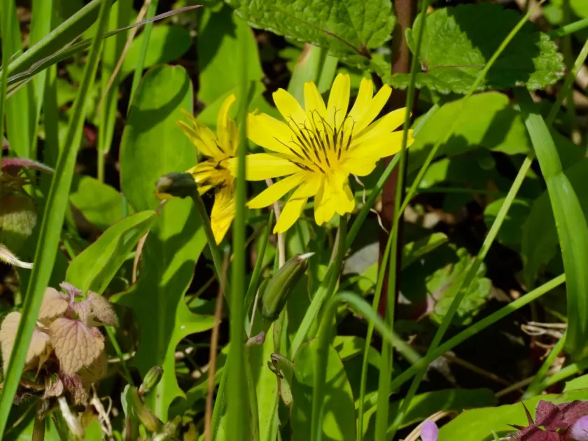 Lapsana japonica