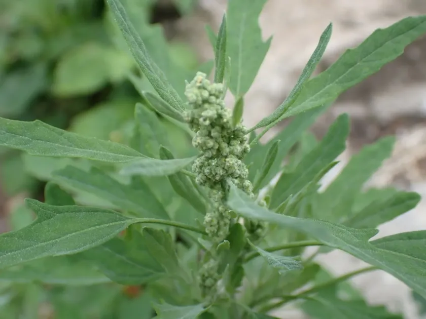 Fig-leaved goosefoot