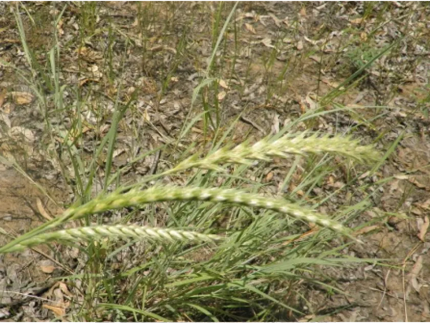 Leptochloa neesii