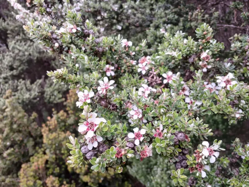 Woolly tea tree