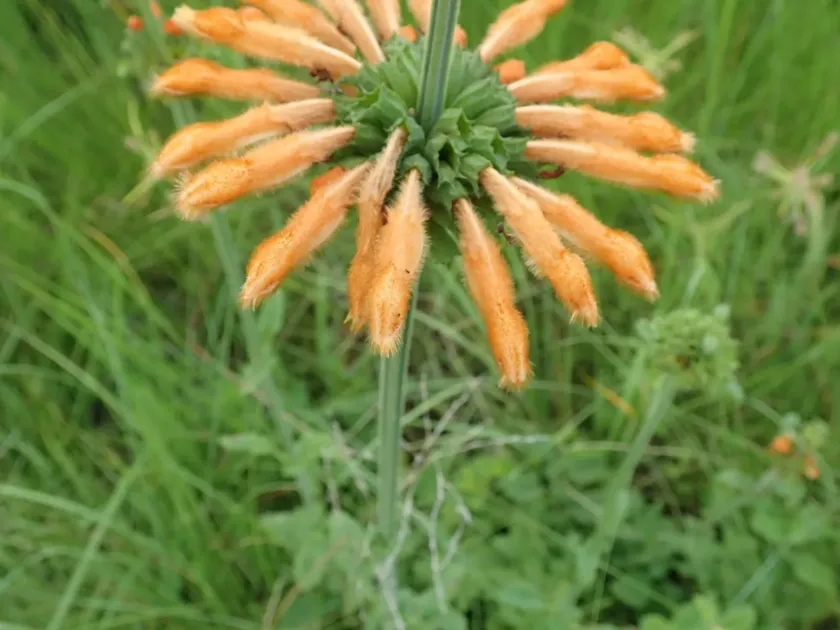 Леонотис м'який