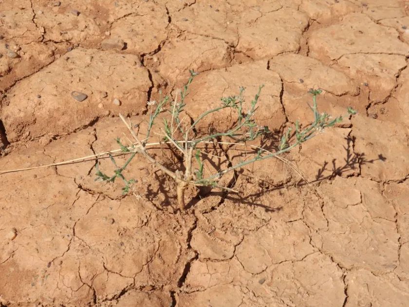 Lepidium fasciculatum