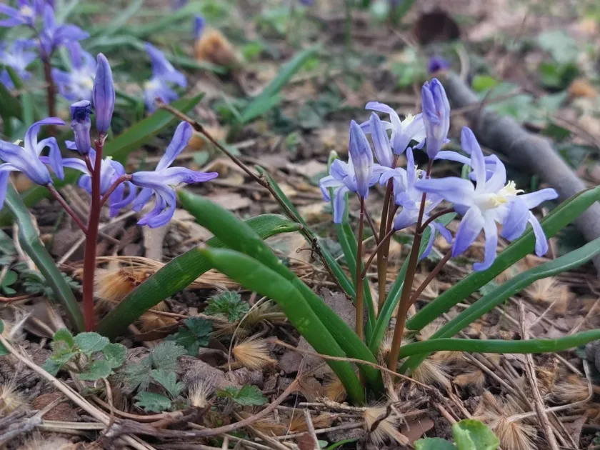 Chionodoxa luciliae